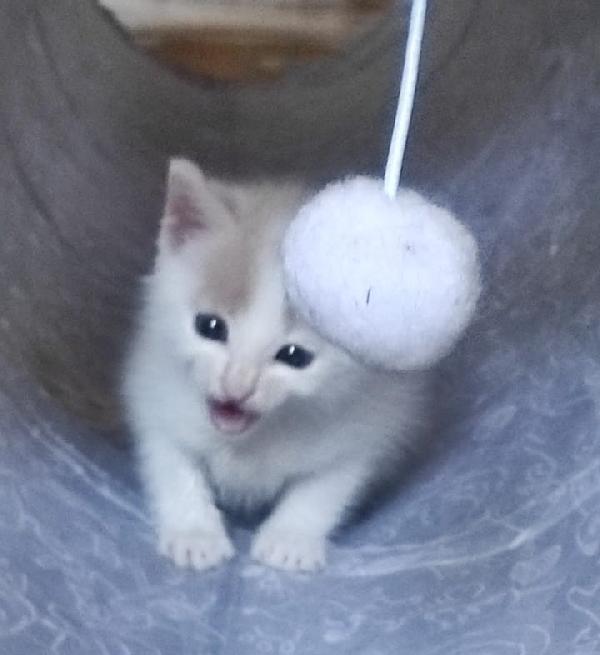 ANGY è uno splendore di micia Foto 3